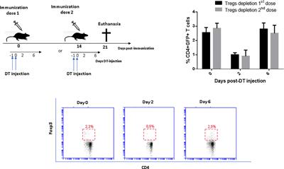 Selective depletion of regulatory T cells enhances the immunogenicity of a recombinant-based vaccine against Sporothrix spp